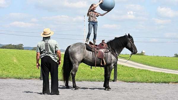 show-draft-horse