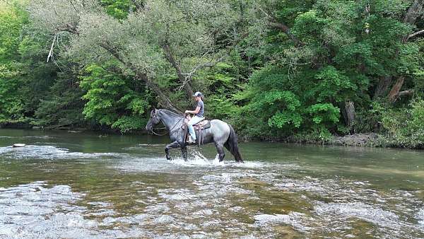 blue-roan-draft-gelding