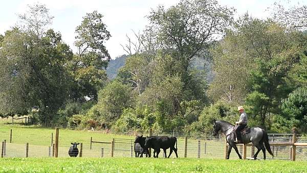 western-riding-draft-horse