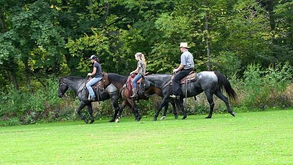 working-cattle-draft-horse