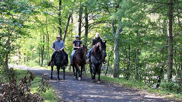 blue-roan-all-around-horse