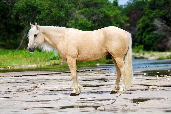 athletic-quarter-horse