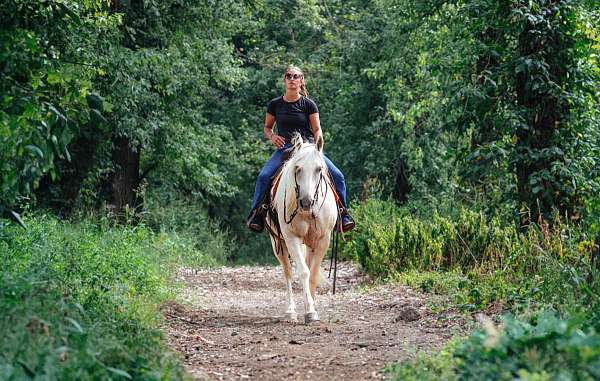 parade-quarter-horse