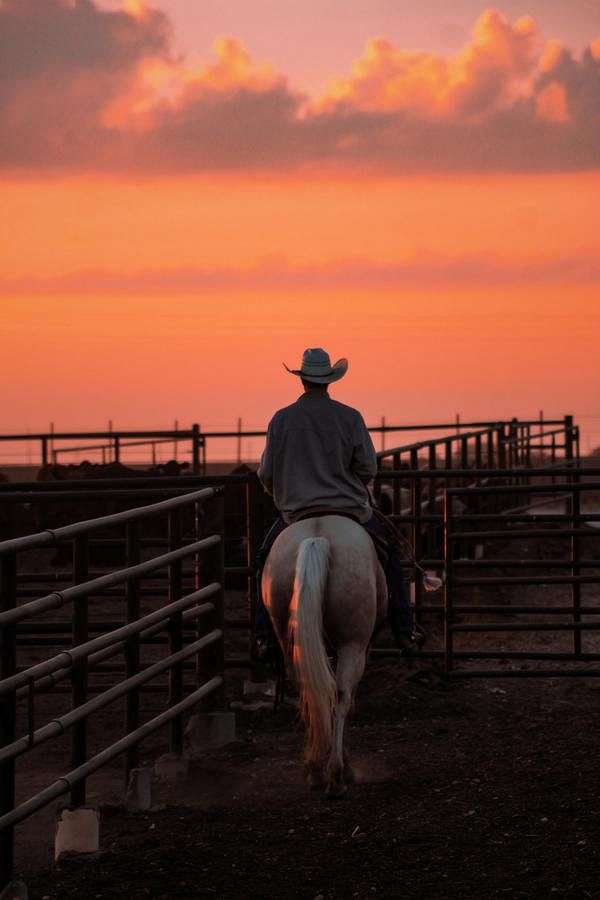 ranch-versatility-quarter-horse