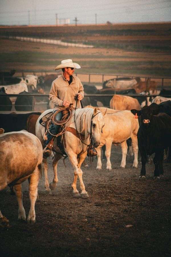 palomino-all-around-horse