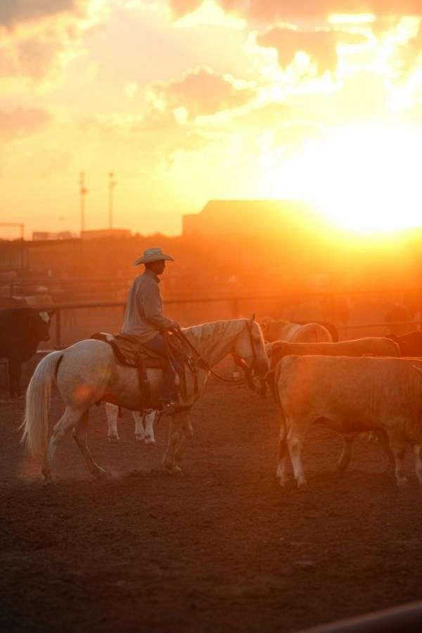 palomino-athletic-horse