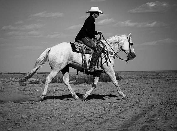 palomino-quarter-horse-gelding