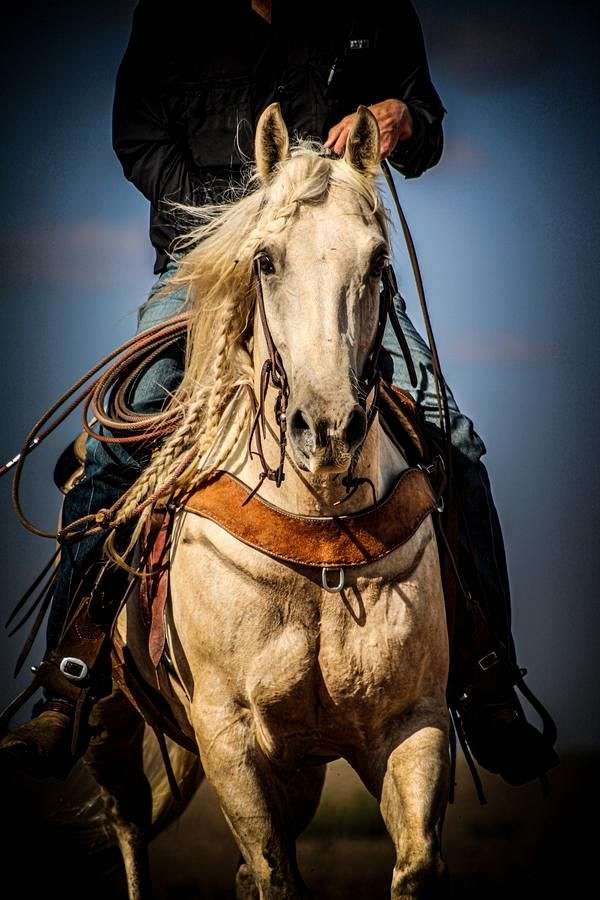 working-cattle-quarter-horse