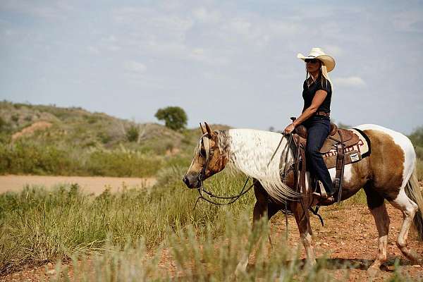 ranch-versatility-paint-horse