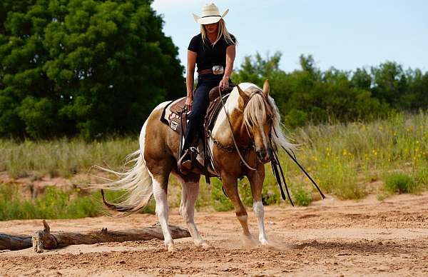 reining-paint-horse