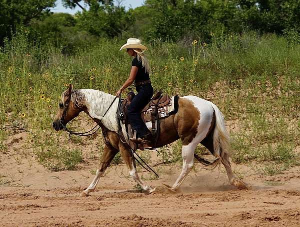 roping-paint-horse