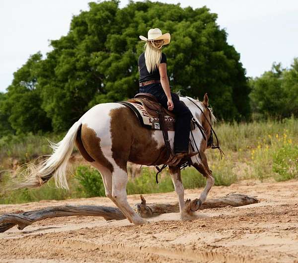 team-penning-paint-horse