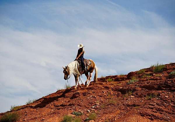 working-cattle-paint-horse