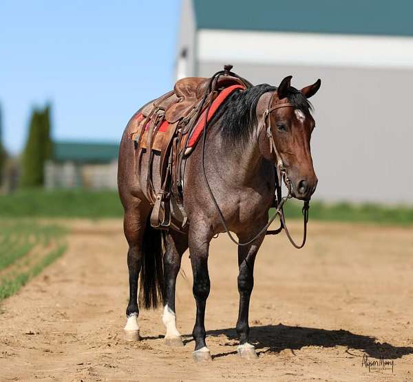 athletic-quarter-horse