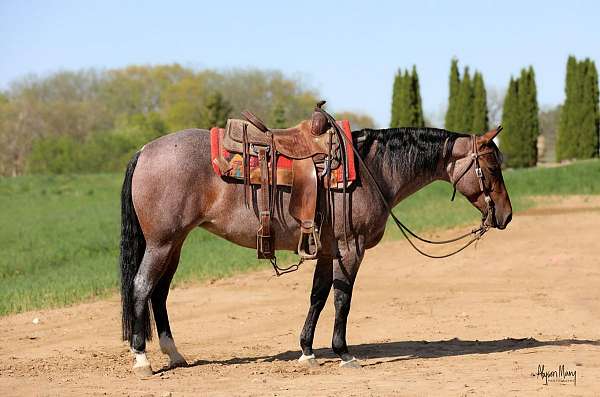 calf-roping-quarter-horse