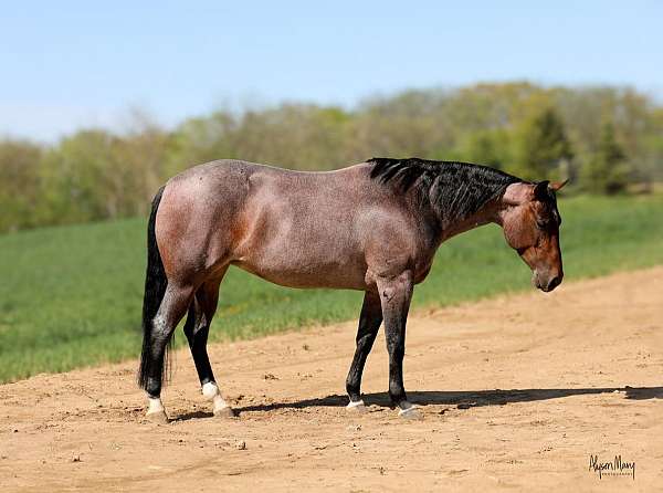 cutting-quarter-horse