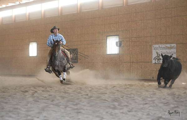 husband-safe-quarter-horse