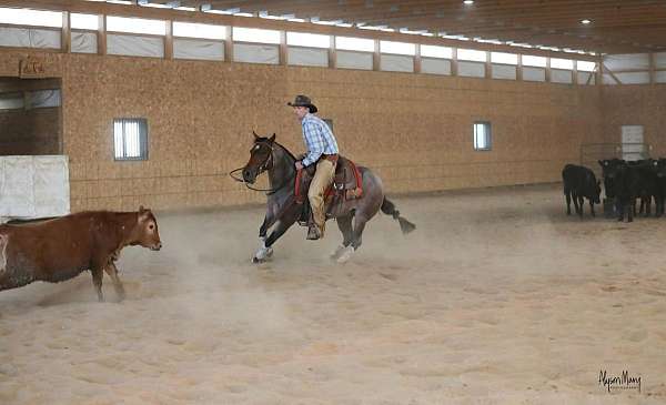 ranch-versatility-quarter-horse