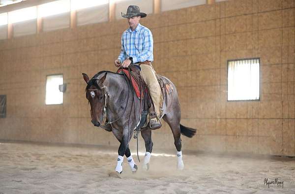 ranch-work-quarter-horse