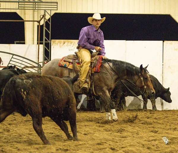 roping-quarter-horse