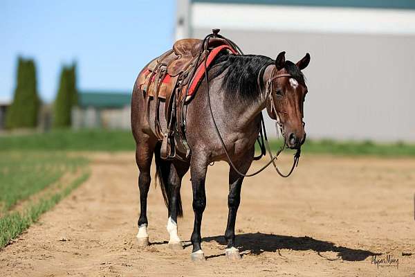 show-quarter-horse