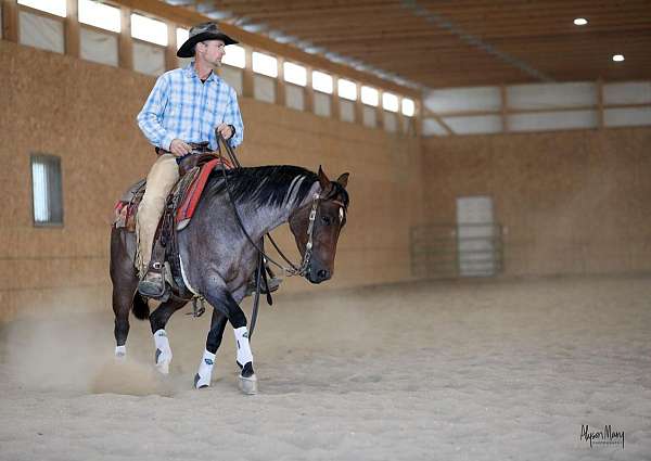 western-riding-quarter-horse