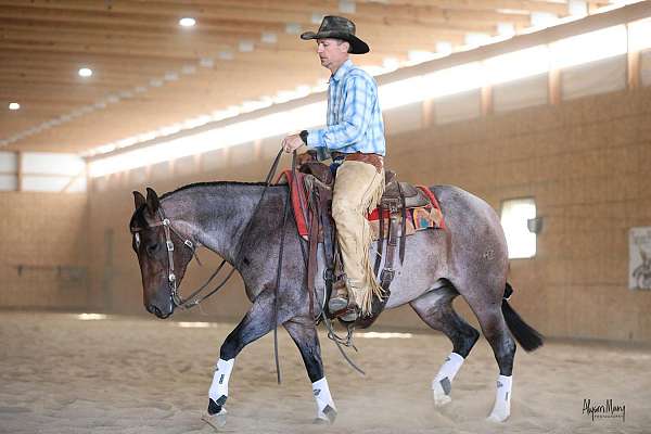 working-cattle-quarter-horse