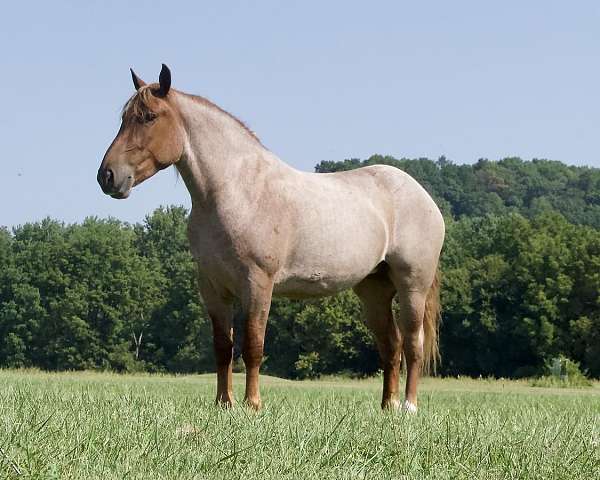 red-roan-percheron-for-sale