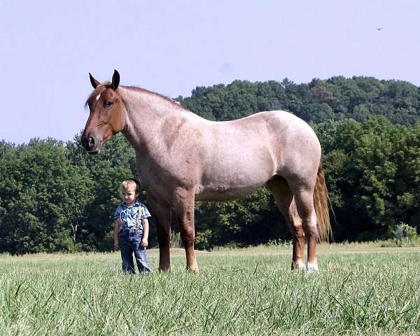 red-roan-percheron-horse