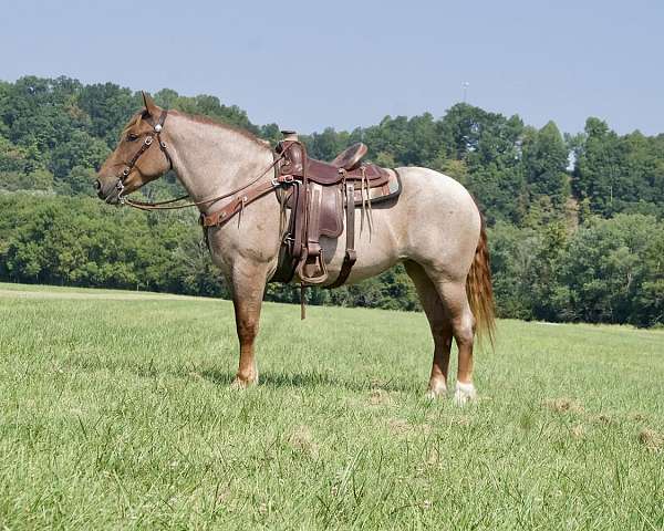 all-around-percheron-horse