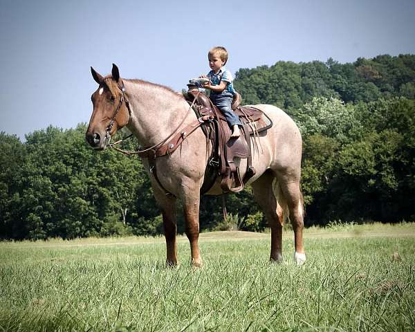 red-roan-percheron