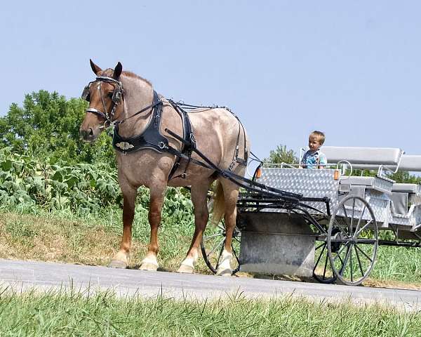 athletic-percheron-horse