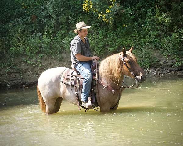 cross-percheron-horse