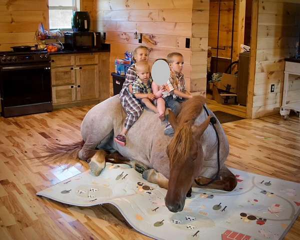 draft-percheron-horse