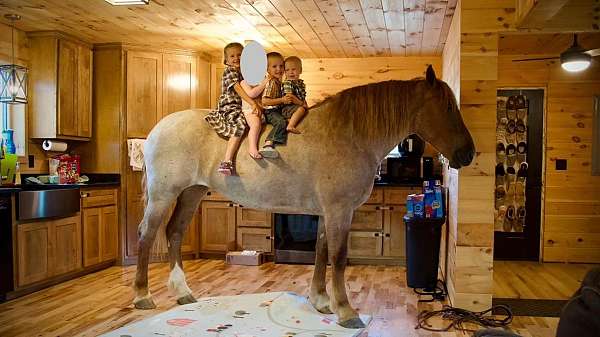 driving-percheron-horse