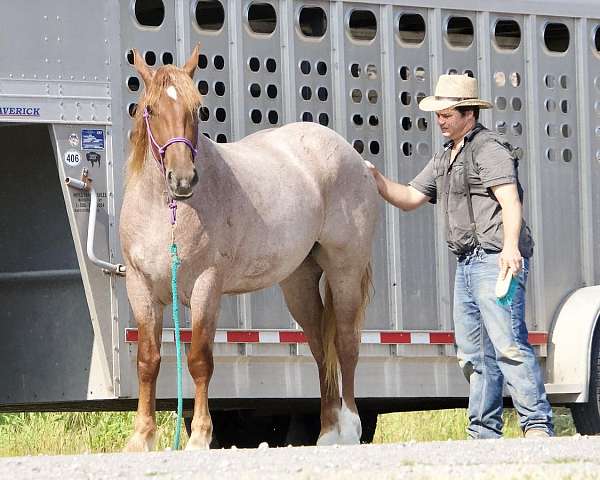 flashy-percheron-horse