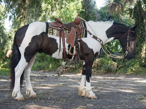 parade-draft-horse