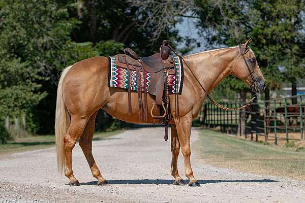 athletic-quarter-horse