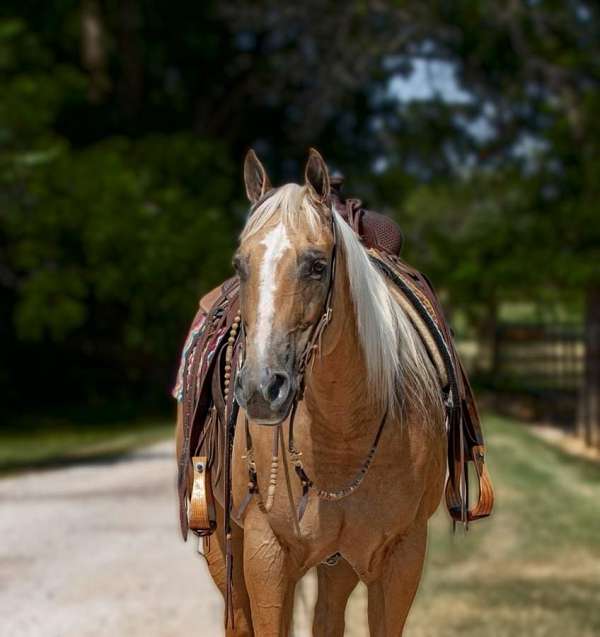 husband-safe-quarter-horse