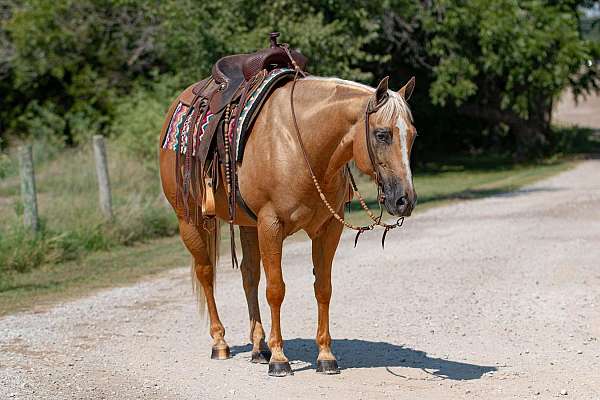 performance-quarter-horse