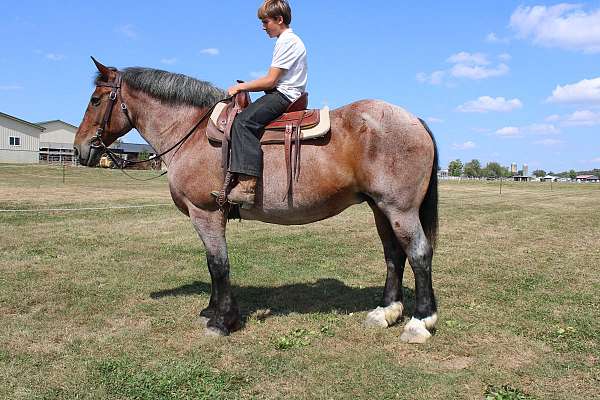 bay-roan-small-star-2-white-hinds-horse