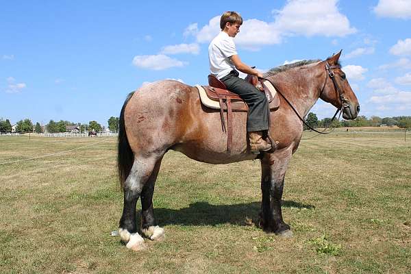 driving-belgian-horse