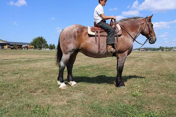 all-around-belgian-horse