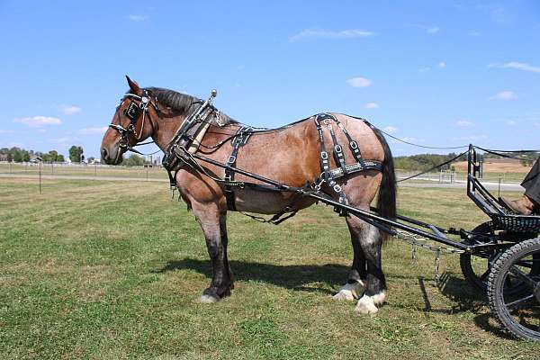 parade-belgian-horse