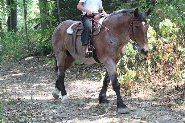 husband-safe-belgian-horse