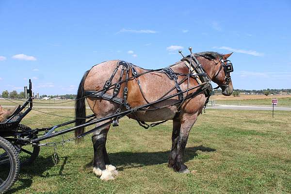 team-driving-belgian-horse