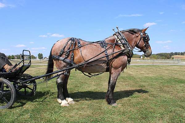 pleasure-driving-belgian-horse