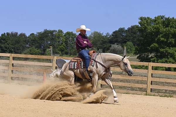 kid-safe-quarter-horse