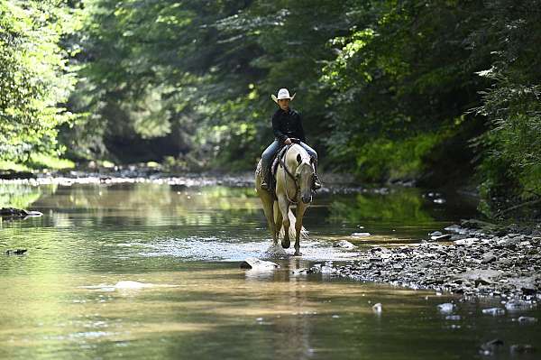 lesson-quarter-horse