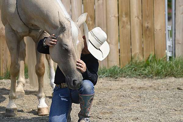 ridden-english-quarter-horse